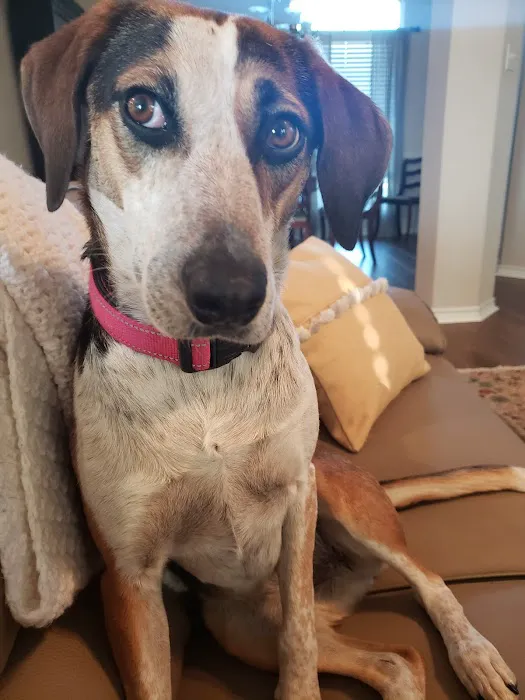 Salado Veterinary Hospital & Urgent Care Picture 1