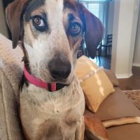 Salado Veterinary Hospital & Urgent Care ico