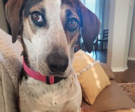 Salado Veterinary Hospital & Urgent Care