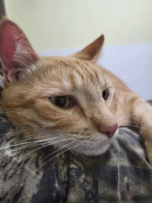 Salado Veterinary Hospital & Urgent Care Picture 5