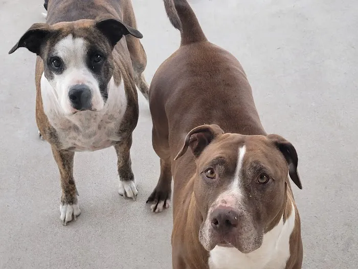 Salado Veterinary Hospital & Urgent Care Picture 4