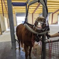 Brazos Valley Equine Hospitals ico