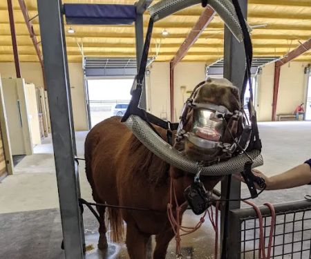 Brazos Valley Equine Hospitals