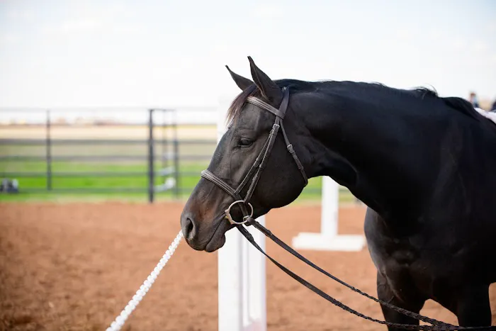 Brazos Valley Equine Hospitals Picture 4