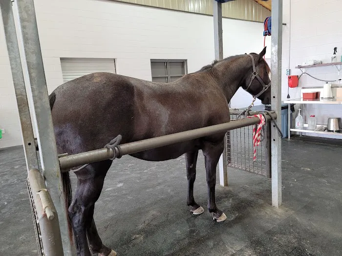 Brazos Valley Equine Hospitals Picture 3