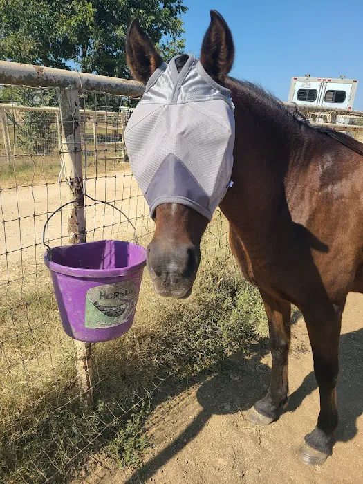 Brazos Valley Equine Hospitals Picture 10