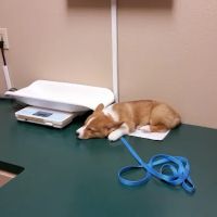 Marshall Animal Hospital ico