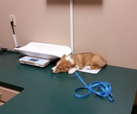 Marshall Animal Hospital