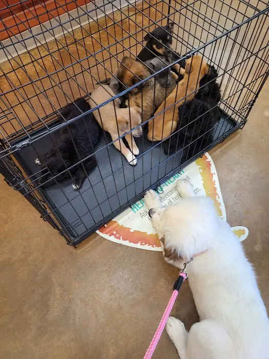 Marshall Animal Hospital Picture 5