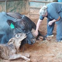 McClendon Veterinary Services ico