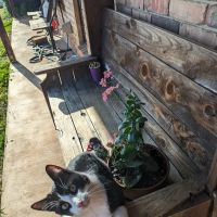 Bradley Veterinary Clinic ico