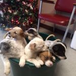 Connolly Animal Clinic