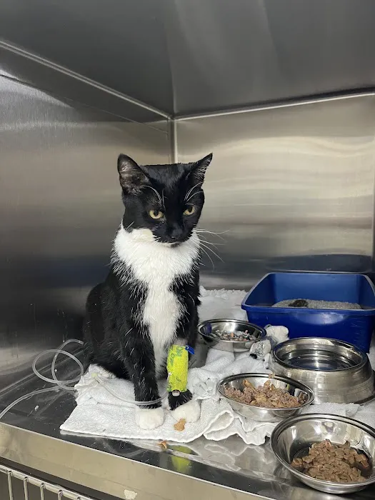 Helton Plaza Veterinary Hospital Picture 1