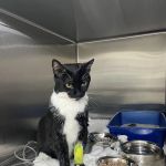 Helton Plaza Veterinary Hospital