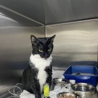 Helton Plaza Veterinary Hospital ico