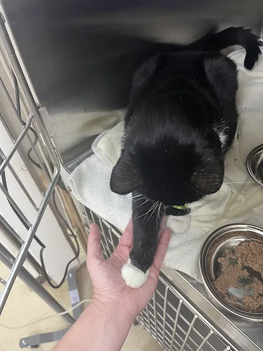 Helton Plaza Veterinary Hospital Picture 2