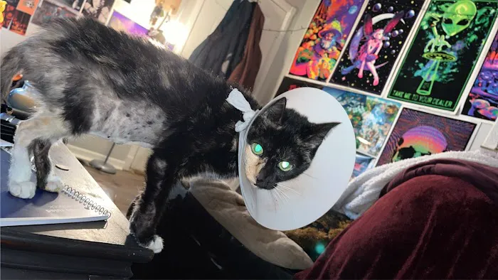 Florence Animal Hospital Picture 3