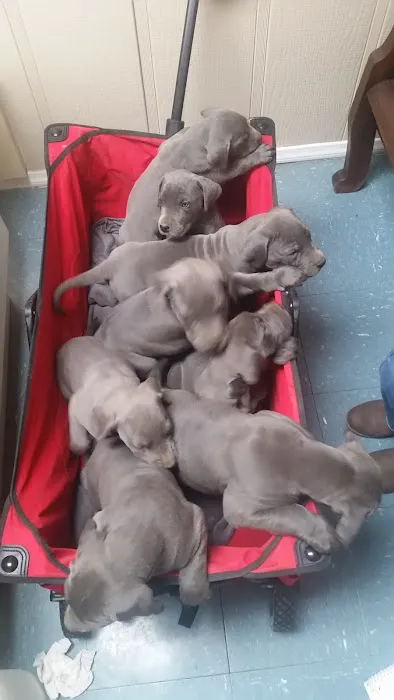 Florence Animal Hospital Picture 8
