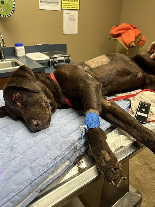 Shoals Area Veterinary Emergency Picture 6