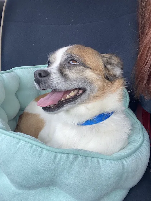 Shoals Area Veterinary Emergency Picture 4