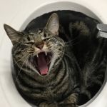Woodward Avenue Animal Clinic