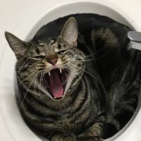Woodward Avenue Animal Clinic ico