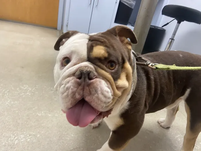 Shoals Animal Hospital Picture 3