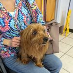 Shoals Animal Hospital