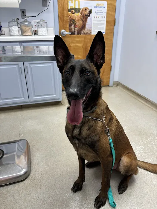 Shoals Animal Hospital Picture 10
