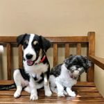 North Alabama Animal Hospital + Pet Resort