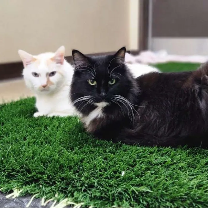 North Alabama Animal Hospital + Pet Resort Picture 6