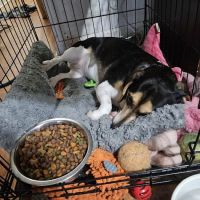 Macon Trousdale Veterinary Clinic ico