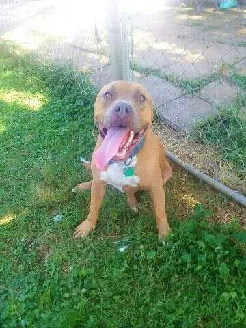 Evetts Animal Clinic Picture 3