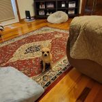 Evetts Animal Clinic