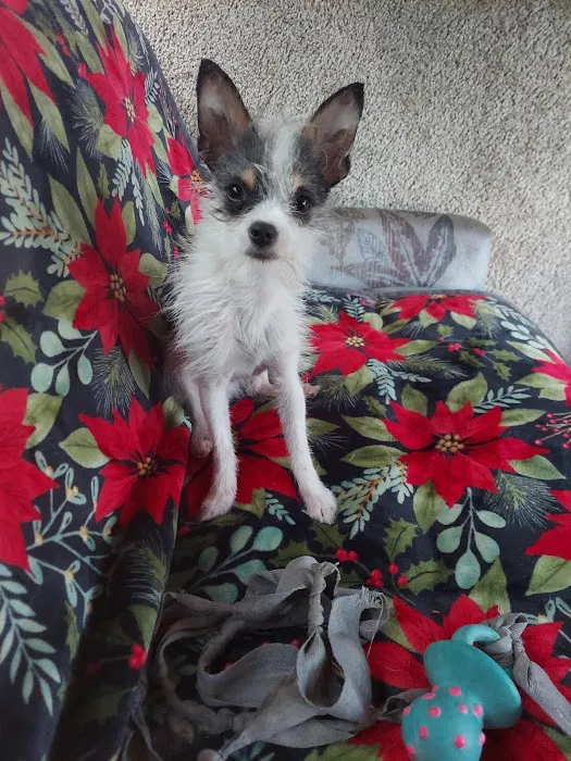 Evetts Animal Clinic Picture 4