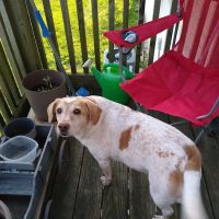 Macon County Veterinary Hospital ico