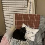 Westmoreland Veterinary Clinic