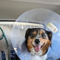 My Kids Have Paws Veterinary Services ico