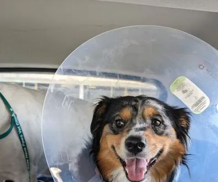 My Kids Have Paws Veterinary Services