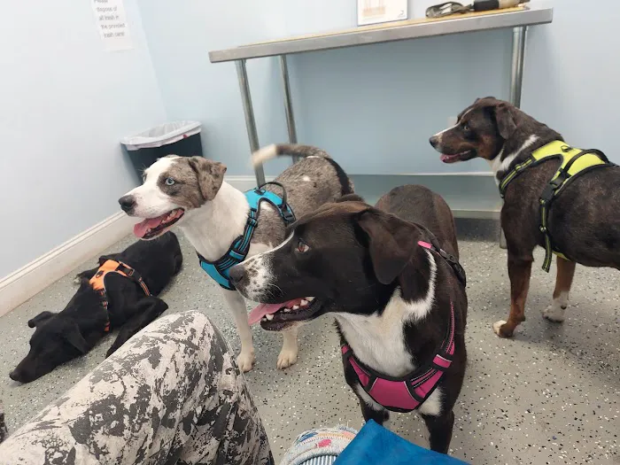 My Kids Have Paws Veterinary Services Picture 9
