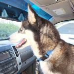 Summerville Veterinary Clinic