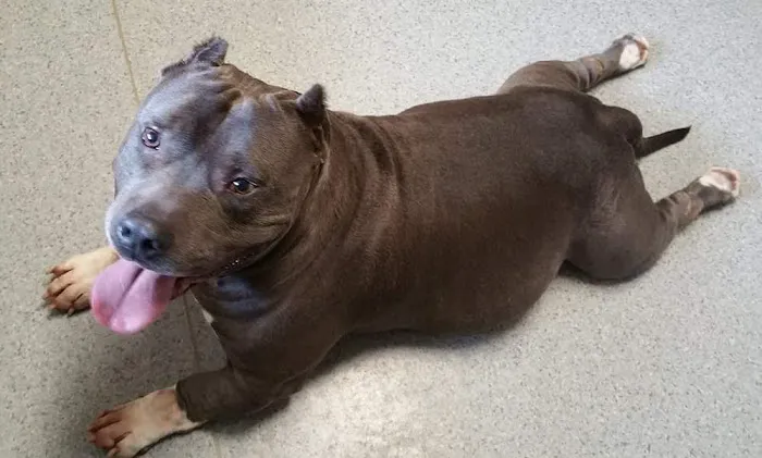 Summerville Veterinary Clinic Picture 7