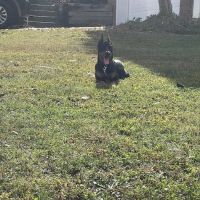 Brainerd Hills Veterinary Hospital ico