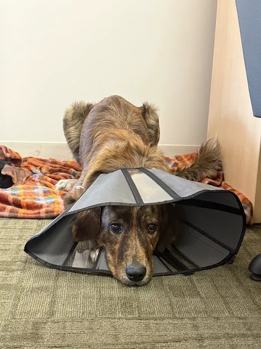 Brainerd Hills Veterinary Hospital Picture 7