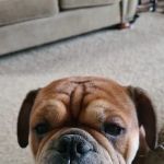 Deaton Veterinary Services