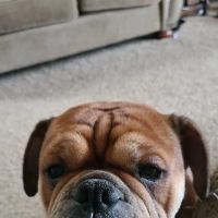 Deaton Veterinary Services ico
