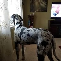 Guntersville Animal Hospital & Surgery Center ico