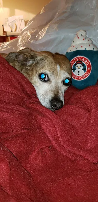 Guntersville Animal Hospital & Surgery Center Picture 7
