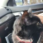 Spring Creek Animal Clinic