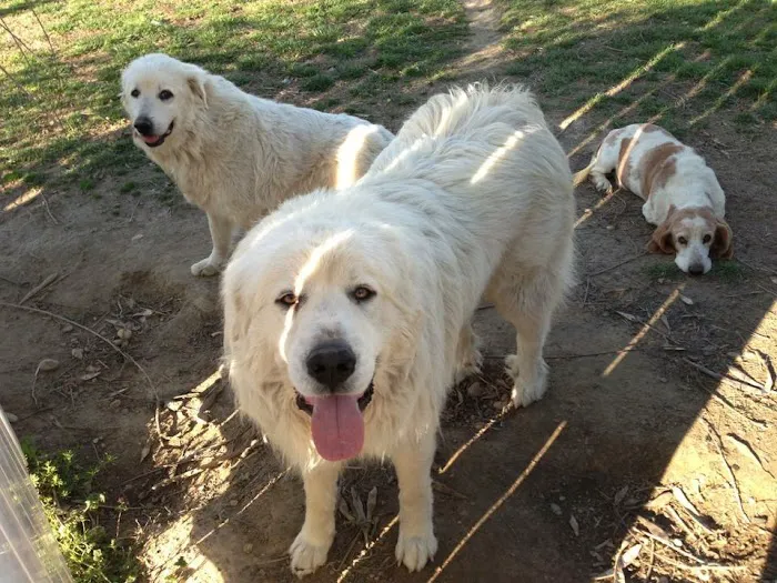 McCrory Animal Clinic Picture 5